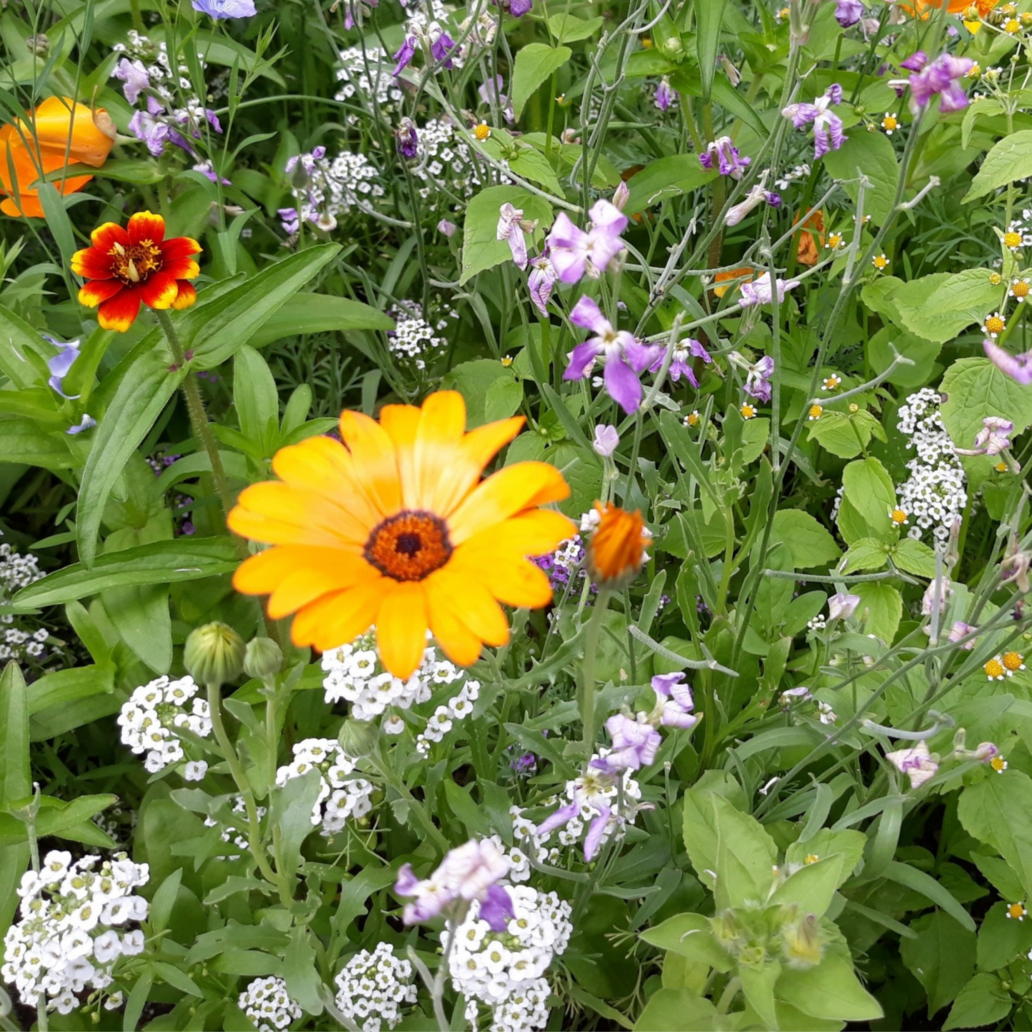 Niederrhein-Mischung Blumenwiese Saatgut/Sämereien