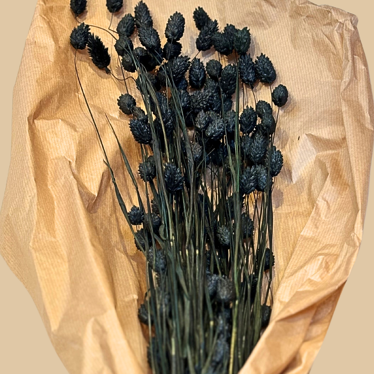 Trockenblume Phalaris schwarz